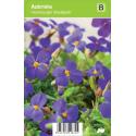 Randjesbloem (aubrieta "Hamburger Stadtpark") voorjaarsbloeier
