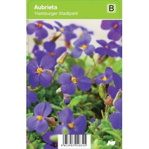 Randjesbloem (aubrieta "Hamburger Stadtpark") voorjaarsbloeier