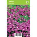 Randjesbloem (aubrieta "Royal Red") voorjaarsbloeier