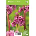 Schoenlappersplant (bergenia cordifolia) voorjaarsbloeier