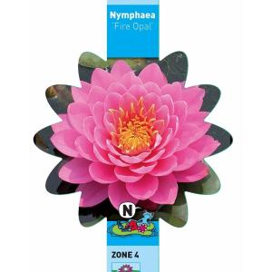 Roze waterlelie (Nymphaea fire opal) waterlelie (6-stuks)