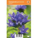 Klokjesbloem (campanula glomerata "Acaulis") zomerbloeier