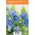 Klokjesbloem (campanula persicifolia "Coerulea") zomerbloeier