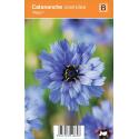 Blauwe strobloem (catananche caerulea "Major") zomerbloeier
