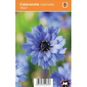 Blauwe strobloem (catananche caerulea "Major") zomerbloeier