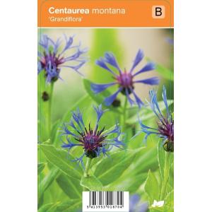 Korenbloem (centaurea montana "Grandiflora") zomerbloeier