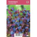 Loodkruid (ceratostigma plumbaginoides) najaarsbloeier