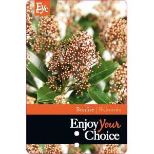 Skimmia (Skimmia Japonica “Bonfire”®) heester