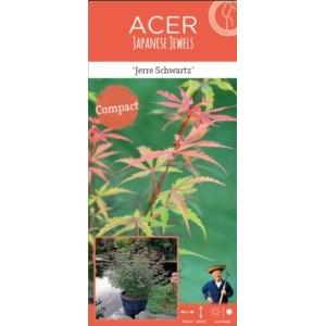 Japanse esdoorn (Acer palmatum "Jerre Schwartz") heester