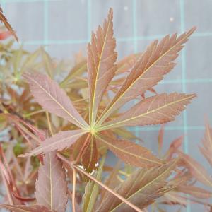 Japanse esdoorn (Acer palmatum "Sumi-Nagashi") heester