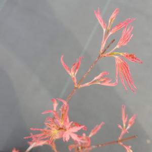 Japanse esdoorn (Acer palmatum "Marlo") heester