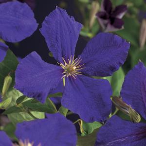 Paarse bosrank (Clematis "Jackmanii") klimplant 70 cm