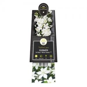 Witte bosrank (Clematis "SoMany® White Flowers" PBR) klimplant