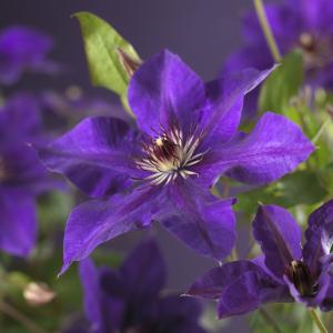 Paarse bosrank (Clematis "The President") klimplant 70 cm