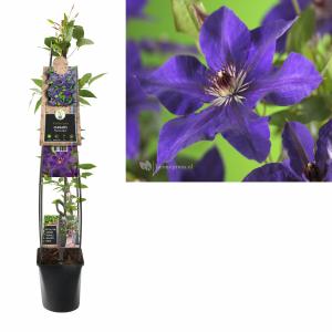 Paarse bosrank (Clematis "The President") klimplant 70 cm