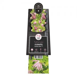 Roze bosrank (Clematis "Country Rose" PBR) klimplant