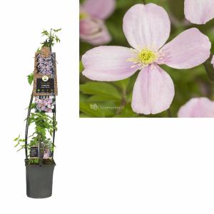 Roze bosrank (Clematis montana "Rubens") klimplant 70 cm