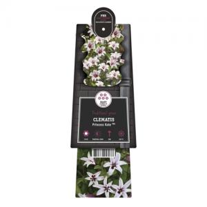 Lichtroze bosrank (Clematis "Princess Kate" PBR) klimplant