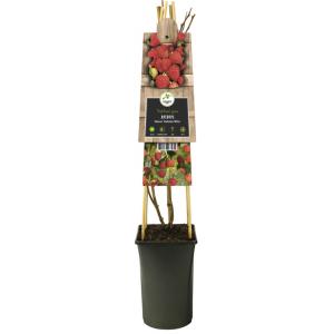 Framboos (Rubus idaeus "Autumn Bliss") klimplant