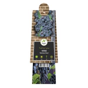 Druif (blauw) (Vitis "Boskoop Glory") klimplant