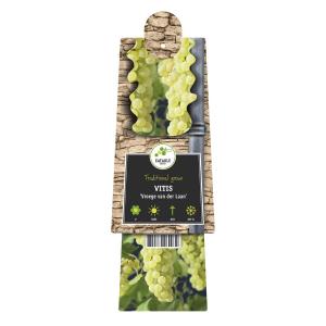 Druif (wit) (Vitis "Vroege van der Laan") klimplant