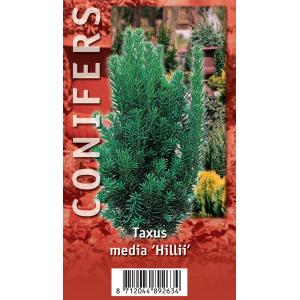 Taxus (Taxus media "Hillii") conifeer