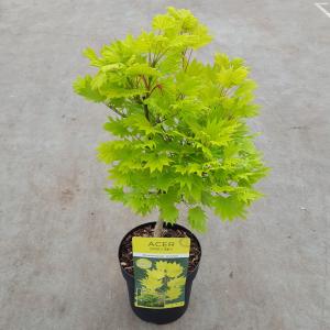 Japanse esdoorn (Acer shirasawanum "Aureum") heester