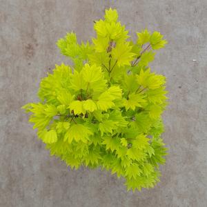 Japanse esdoorn (Acer shirasawanum "Aureum") heester