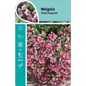 Weigela Florida struik Foliis Purpureis