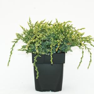 Jeneverbes (Juniperus squamata "Holger") conifeer