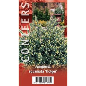 Jeneverbes (Juniperus squamata "Holger") conifeer