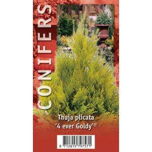 Reuzenlevensboom (Thuja plicata "4ever Goldy") conifeer