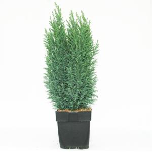 Schijncipres (Chamaecyparis lawsoniana "Ellwoodii") conifeer