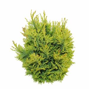 Schijncipres (Chamaecyparis lawsoniana "Ellwoodii Empire") conifeer