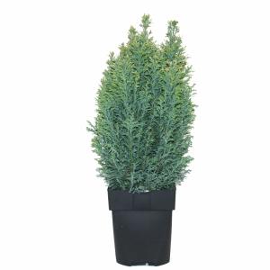 Schijncipres (Chamaecyparis lawsoniana "Snow White") conifeer