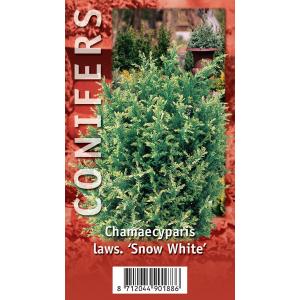 Schijncipres (Chamaecyparis lawsoniana "Snow White") conifeer