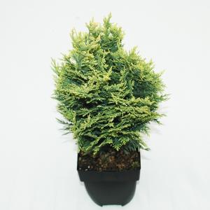 Schijncipres (Chamaecyparis lawsoniana "White Spot") conifeer