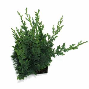 Schijncipres (Chamaecyparis lawsoniana "Wisselii") conifeer