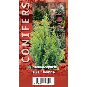 Schijncipres (Chamaecyparis lawsoniana "Ivonne") conifeer