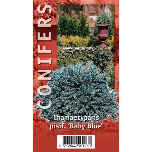 Schijncipres (Chamaecyparis pisifera "Baby Blue") conifeer