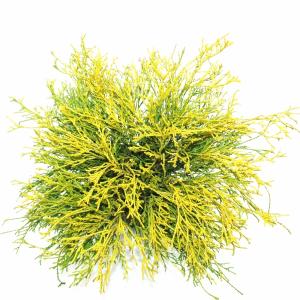 Schijncipres (Chamaecyparis pisifera "Filifera Aurea") conifeer