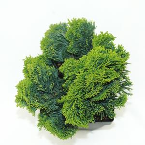 Schijncipres (Chamaecyparis obtusa "Nana Gracilis") conifeer