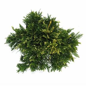 Reuzenlevensboom (Thuja plicata "Can-Can") conifeer