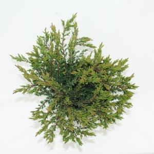 Kruipende jeneverbes (Juniperus communis "Repanda") conifeer