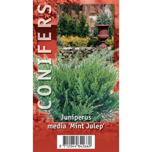 Jeneverbes (Juniperus media "Mint Julep") conifeer