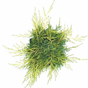 Jeneverbes (Juniperus media "Old Gold") conifeer