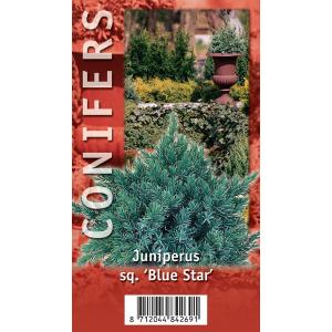 Jeneverbes (Juniperus squamata "Blue Star") conifeer