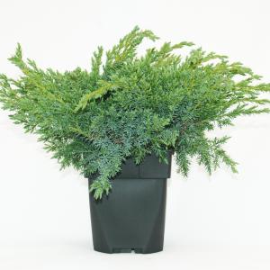 Jeneverbes (Juniperus squamata "Blue Swede") conifeer