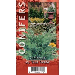 Jeneverbes (Juniperus squamata "Blue Swede") conifeer