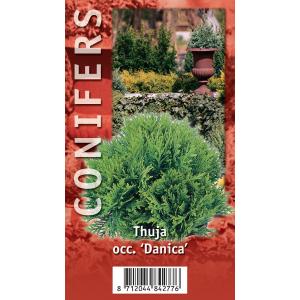 Westerse levensboom (Thuja occidentalis "Danica") conifeer